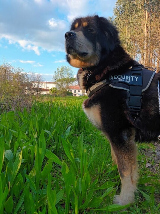 Não me canso disto eevee.jpg