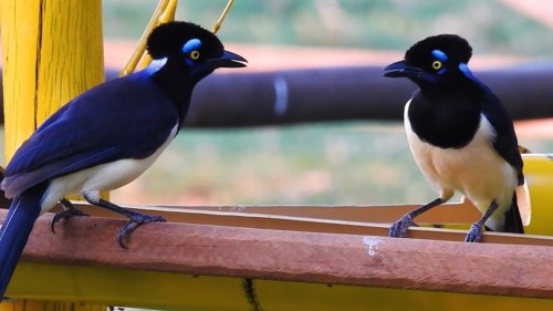 GRALHAS.jpg GRALHAS.jpg