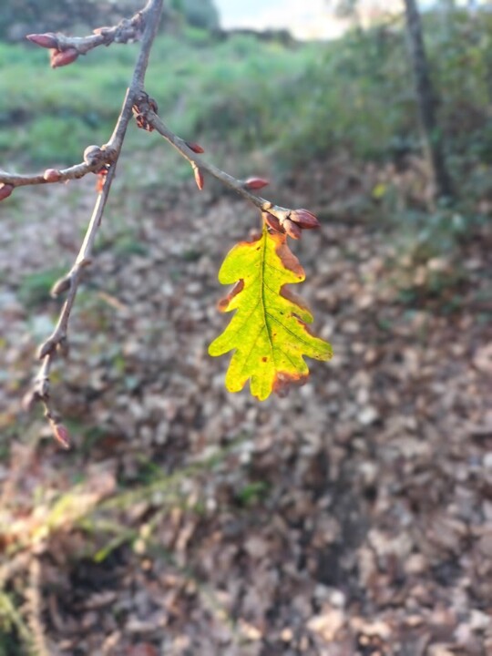 Não me canso disto inverno 3.jpg