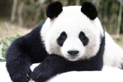 Panda Panda
