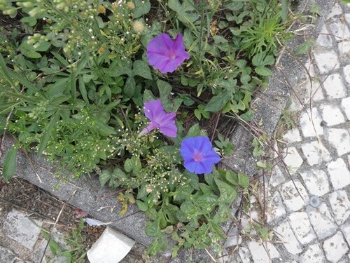 27b_Caminhada_matinal (72).JPG