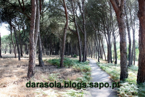 Donana_B_17.JPG Donana_B_17.JPG