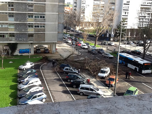 Queda de árvore, Lisboa (M.M.Torres, 2013)