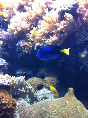 dori