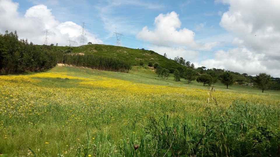 IMG_20200501_142342.jpg IMG_20200501_142342.jpg