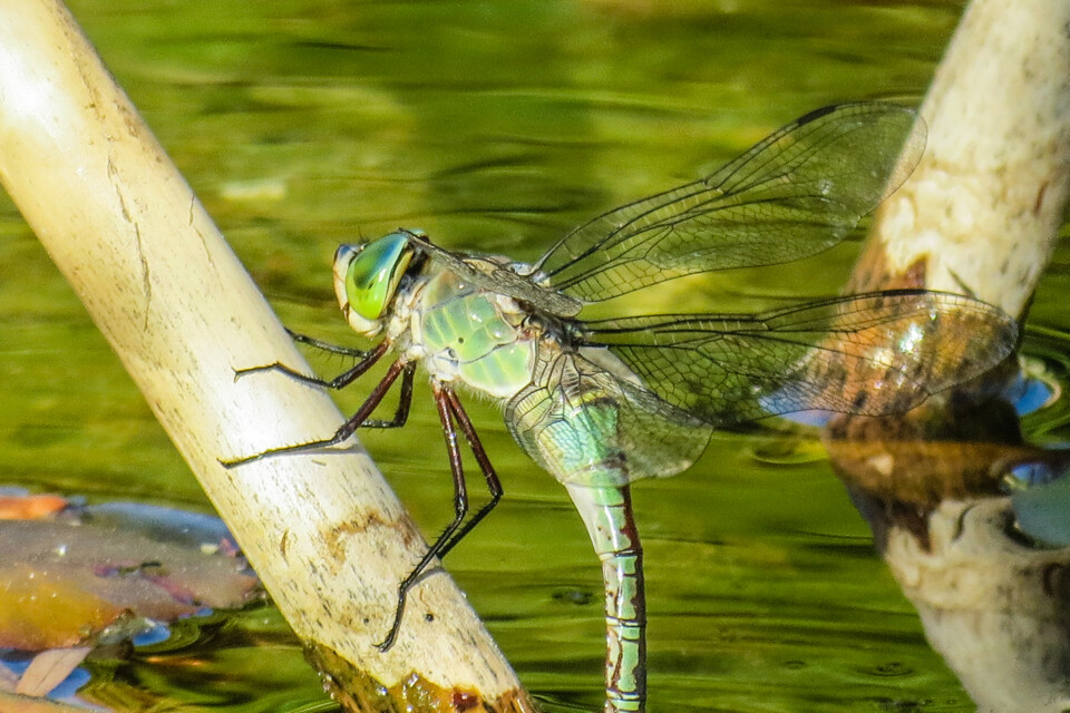 imperador-azul 1.jpg