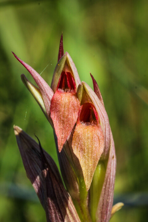 serapias parviflora 7.jpg