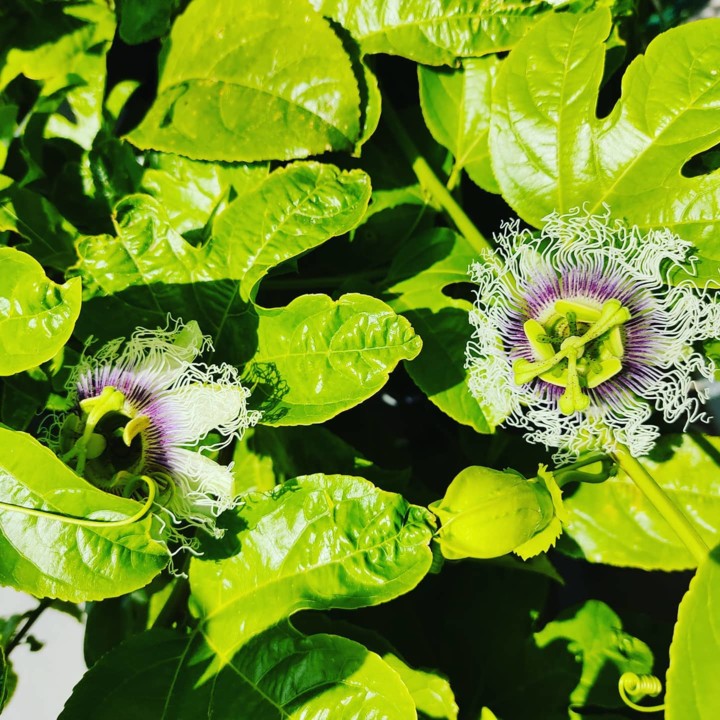 170326135_1991055501034201_4267520744159200121_n.j