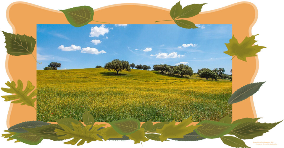 Entre pinheirais e horizontes.jpg