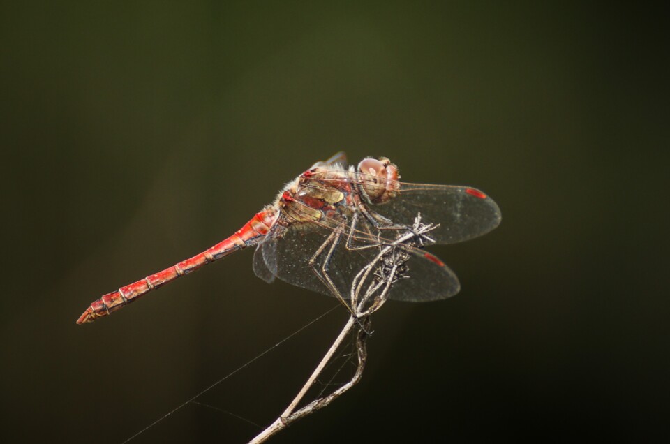 libelula-comum 1.jpg