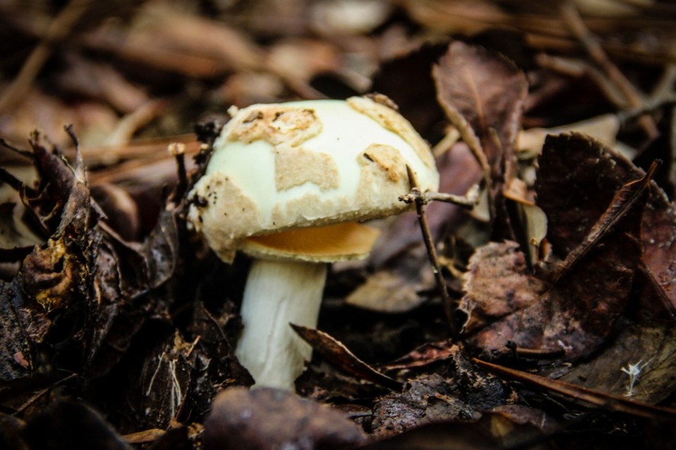 amanita citrina 2.jpg