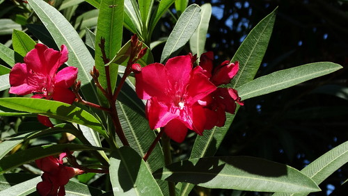 DSC02929.jpg DSC02929.jpg