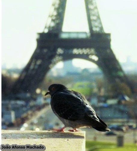 PARIS - 1998.jpg PARIS - 1998.jpg