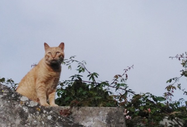 IMG_20210621_084800cópia2.jpg IMG_20210621_084800cópia2.jpg