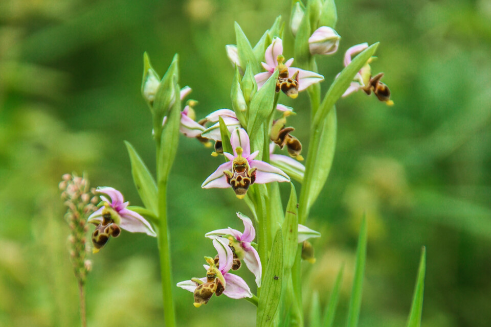 flor dos passarinhos 4.jpg