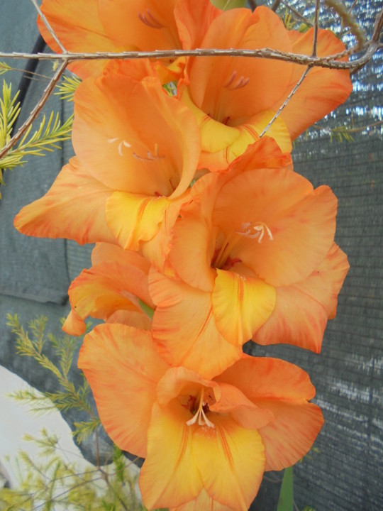 Gladíolo_l.JPG Gladíolo_l.JPG