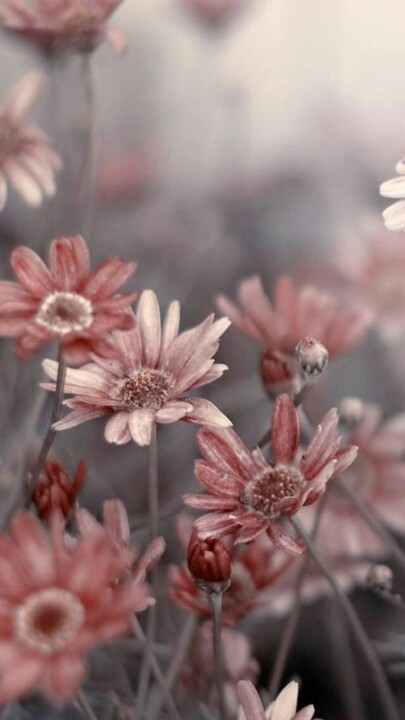 45613279_1857816120980918_2272836649400401920_n.jp