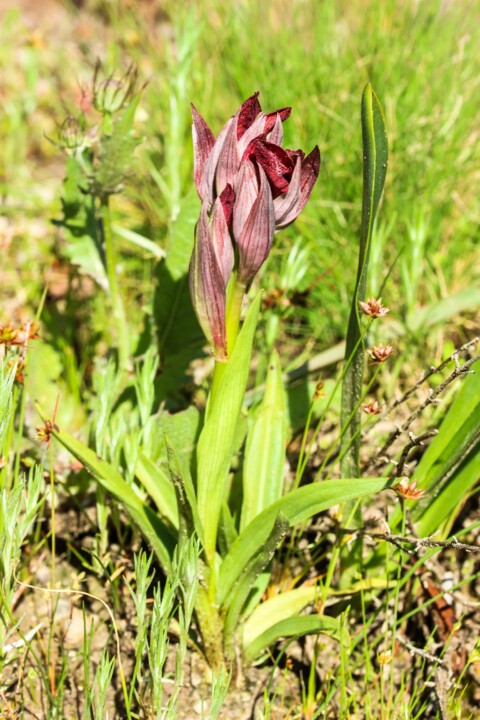 serapias cordigera 2.jpg