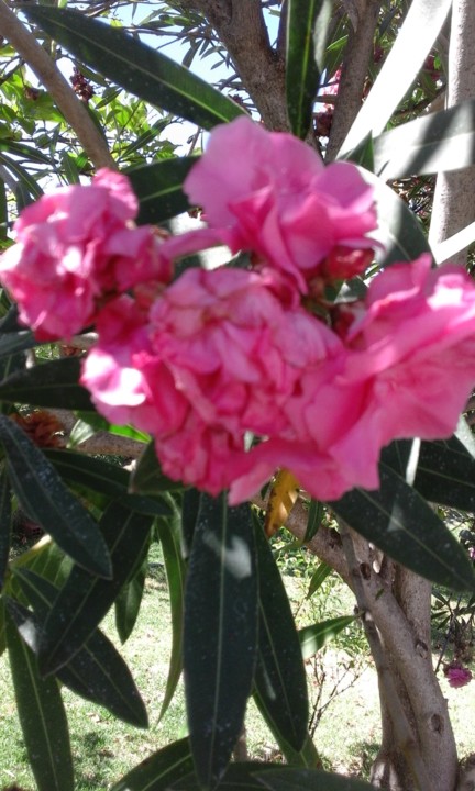 Rosa Loureira. Foto Original. 2020. 08. jpg