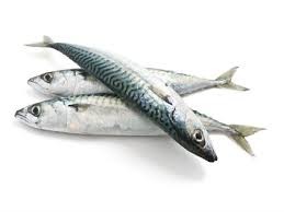 cavala.jpg cavala.jpg