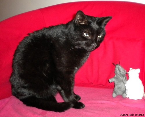 gatosversusratos.jpg gatosversusratos.jpg