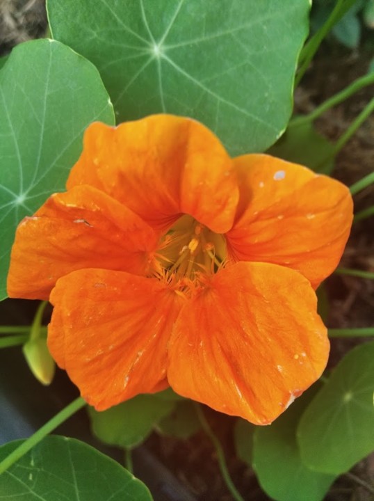 não_me_canso_disto_flores.jpg não_me_canso_disto_flores.jpg