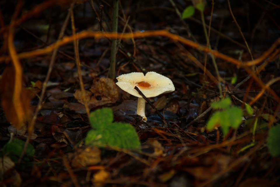 cogumelos montachique 13.jpg