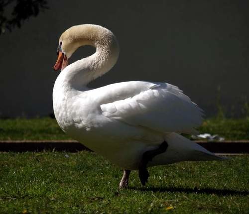 cisne4.jpg