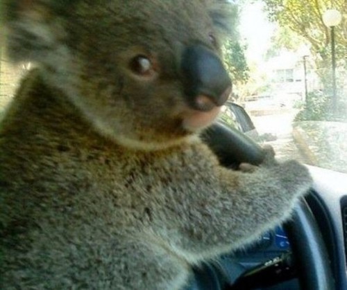 koalificado para conducir..jpg