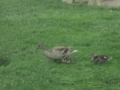 33060222_1652203154894983_5134487437904445440_n.jp 33060222_1652203154894983_5134487437904445440_n.jp