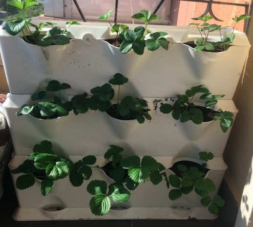 horta2.jpg horta2.jpg