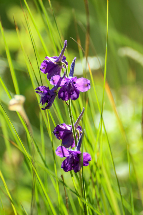 delphinium pentagynum 12.jpg