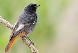 Rabirruivo Preto Avifauna Jardim Gulbenkian pt Dez 20