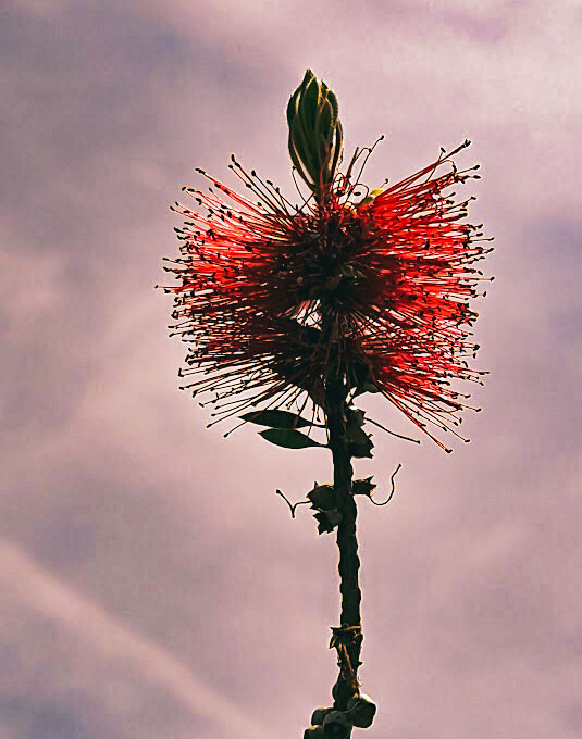 Flores vermelhas.jpg