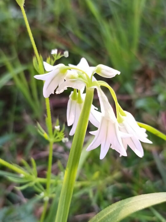 Não me canso disto primavera 1.jpg