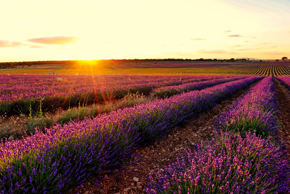campos de Lavanda 3.jpg