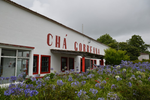 Açores_cam (118).jpg