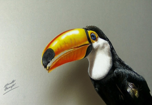my_drawing_of_a_toucan_by_marcellobarenghi-dc992f0
