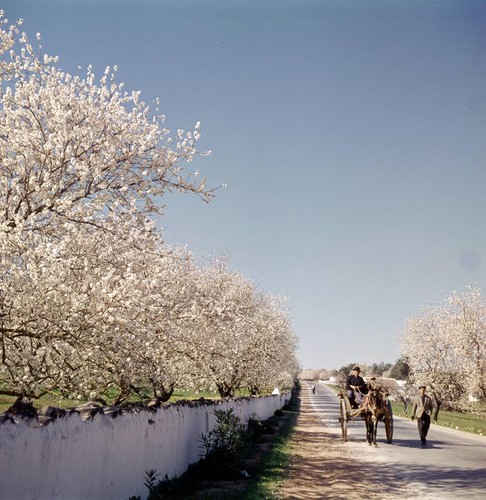 amendoeiras em flor2.jpg