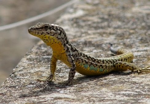 A lagartixa 1.jpg A lagartixa 1.jpg