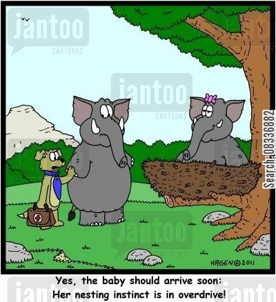 instinto de ninho.jpg