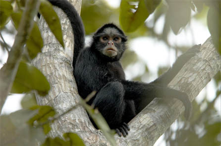 Macaco Aranha Geoffroys, Ateles Geoffroyi, Também Conhecido Como