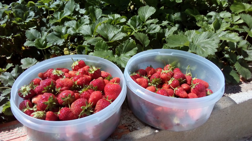 IMG_20200617_103700.jpg IMG_20200617_103700.jpg