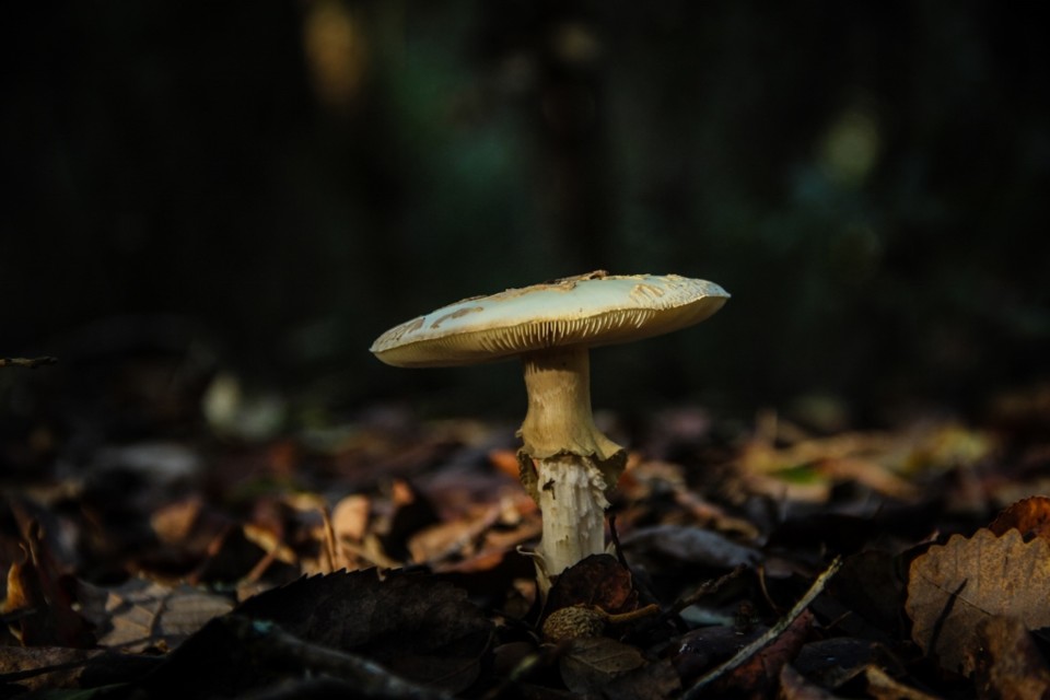 amanita citrina 7.jpg