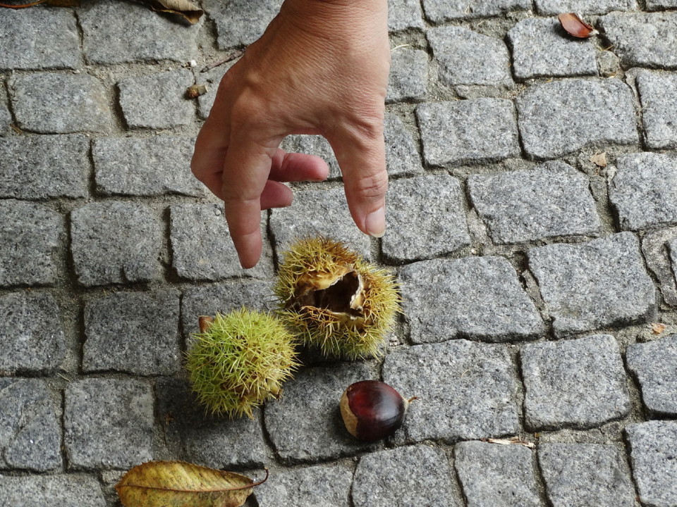 castanhas3.jpeg castanhas3.jpeg