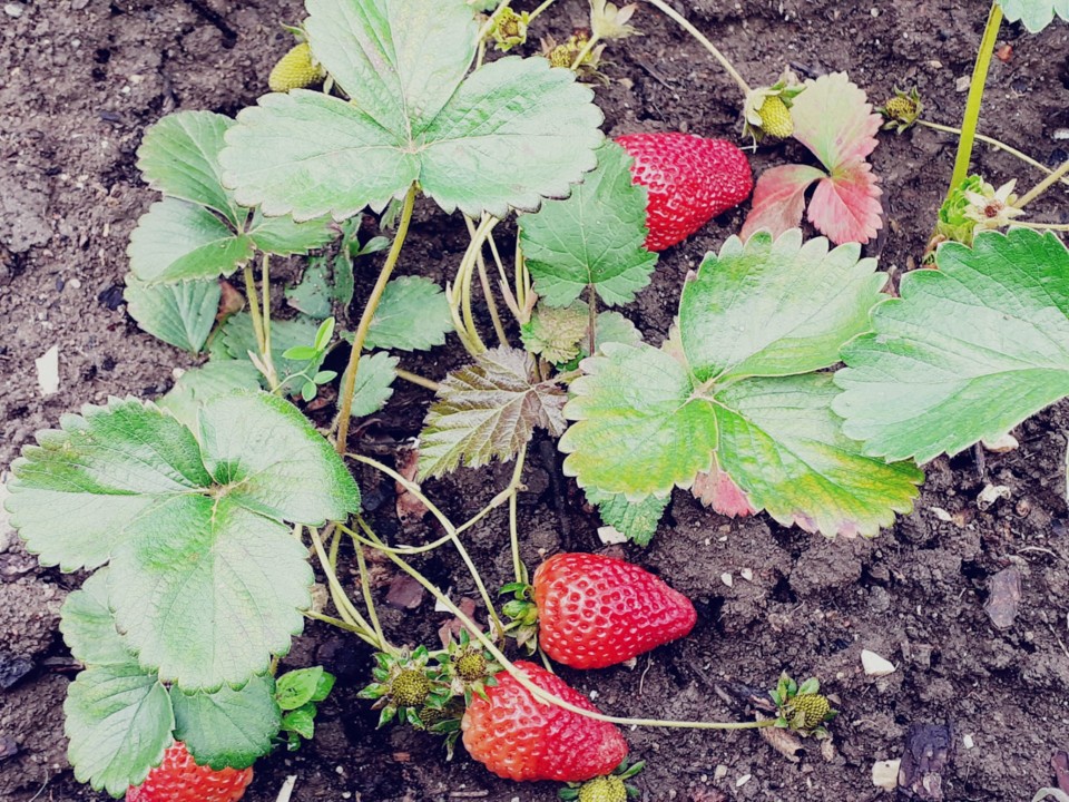 WhatsApp Image 2020-06-08 at 16.43.59.jpeg