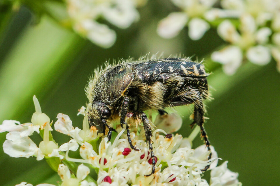 escaravelho das flores 7.jpg