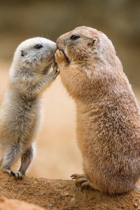 50647923_1964431036986092_7161415056167534592_n.jp