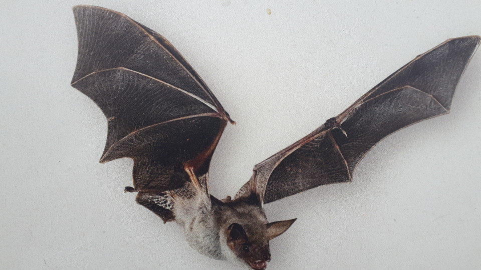 Morcego.jpg Morcego.jpg