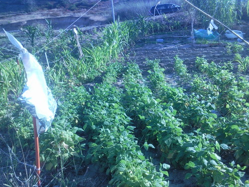 Foto original de D.A.P.L. Junho 2015.jpg